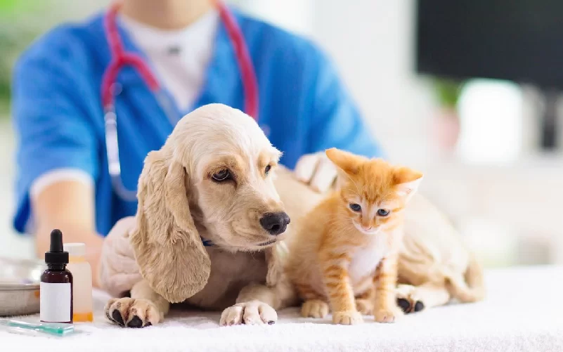 UBND PHƯỜNG CHỢ QUÁN THÔNG BÁO TỔ CHỨC TIÊM PHÒNG VẮC-XIN BỆNH DẠI MIỄN PHÍ CHO CHÓ, MÈO